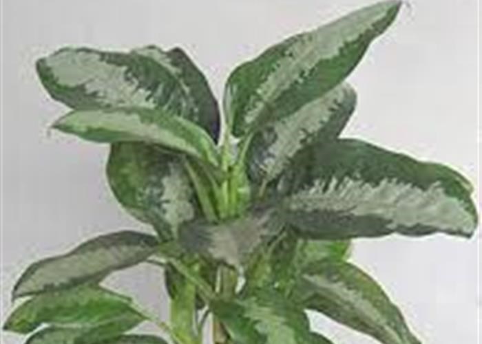 آگلونما فرانسوی
