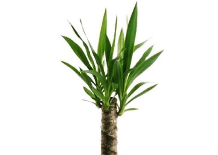 یوکا تنه