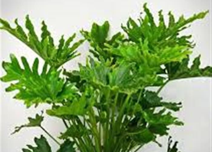برگ انجیری